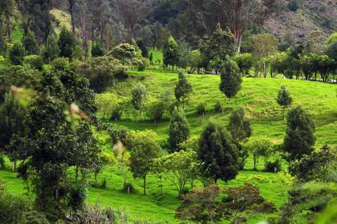 Cocora valley Foto stock