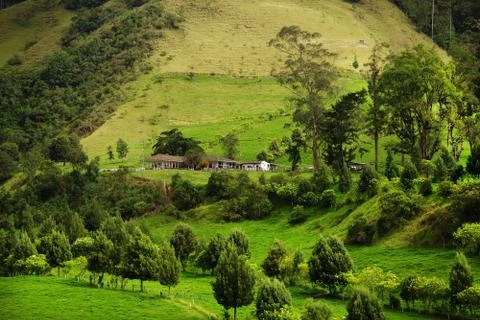 Cocora valley Stock Photos