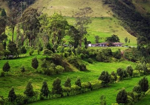 Cocora valley Stock Photos