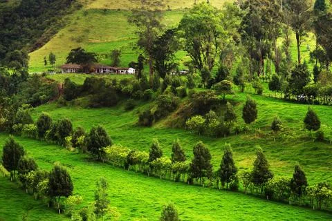 Cocora valley Stock Photos