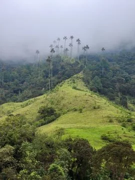 Cocora valley unique wax palms in mist 스톡 사진