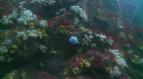 Cocorful cold warer reef with urchin and sponge Video stock 56765597