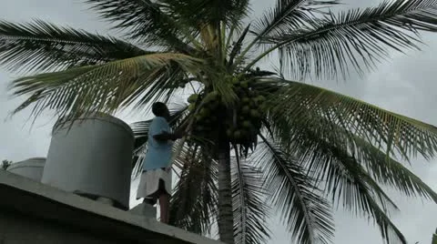 Cocos Stock Footage 12366538