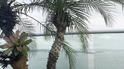 Cocos 스톡 동영상 229319941