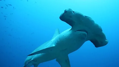 Cocos Hammerhead Pass Kip Evans 库存影片 87756274
