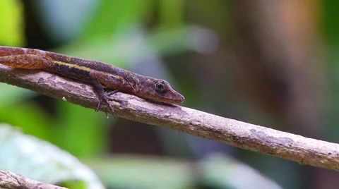 Cocos lizerd resting on branch close up Stock Footage 56587140