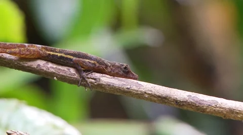 Cocos lizerd resting on branch 動画素材 56589264