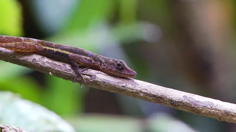 Cocos lizerd resting on branch  pan Stock Footage 56587306