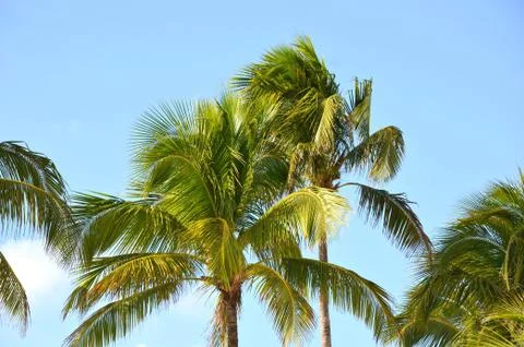 Cocos nucifera coconut palm tree Stock Photos