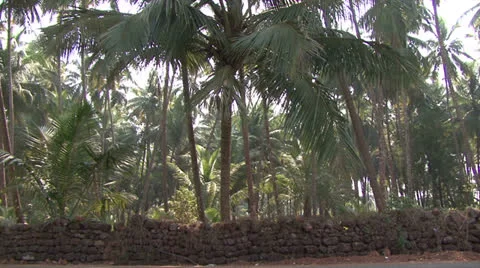 Cocos palm india 스톡 동영상 23834846