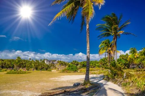 Cocos palms near mayan Ruins in Tulum, Riviera Maya, Yucatan, Caribbean Sea,  Stock Photos