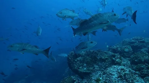 Cocos Snapper School Kip Evans 库存影片 87756242