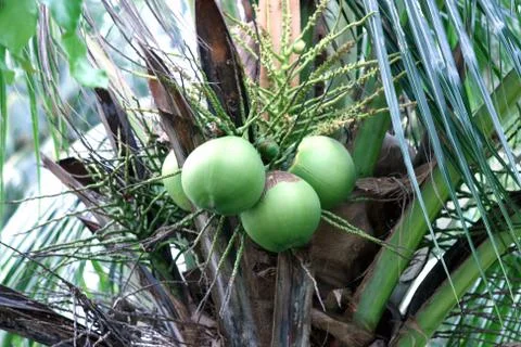 Cocount Stock Photos