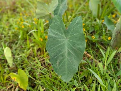 Cocoyam leaf in the garden Stock Photos