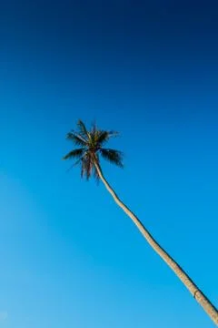 Cocunut tree Foto stock