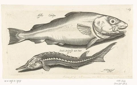 Cod and sturgeon; Libelivs variable genera piscium compensators; Freshwate... Foto stock