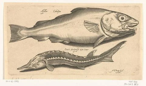 Cod and sturgeon; Libelivs variable genera piscium compensators; Freshwate... Stock-Fotos