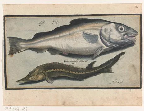 Cod and sturgeon; Libelivs variable genera piscium compensators; Freshwate... 스톡 사진