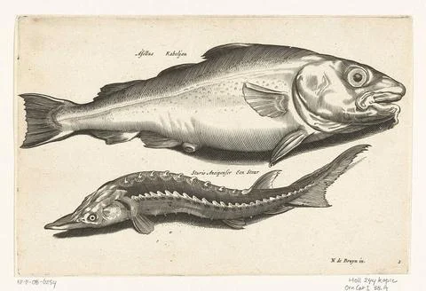 Cod and sturgeon; Libelivs variable genera piscium compensators; Freshwate... Stock Photos