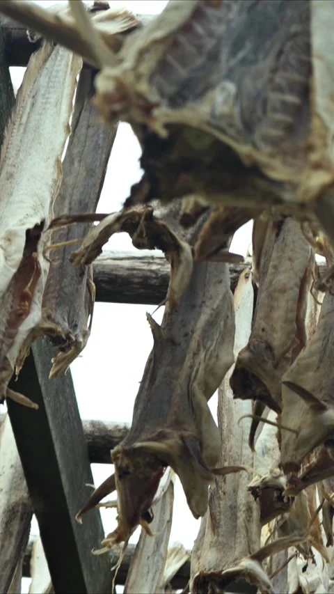 Cod bodies drying on a wooden rack outside Stock Footage 270530969