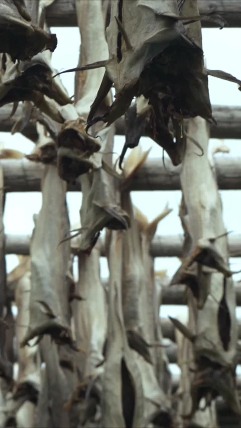 Cod bodies drying on a wooden rack outside, Stock Footage 270531096