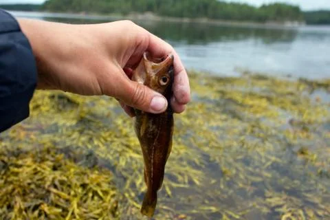 Cod catch fish on seaweed Stock Photos