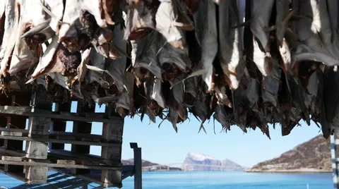 Cod drying on the beach. Stock Footage 62370559