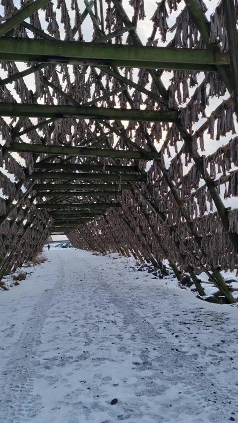 Cod drying facility in the Lofoten Islands Norway Video stock 319850530