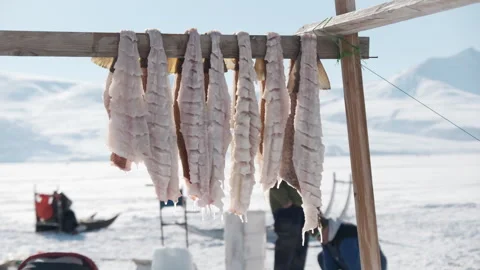 Cod Fillets Drying on a Wood Rack in Uummannaq, Greenland. Stock Footage 281287388
