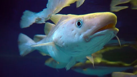 Cod fish in aquarium. 4K Stock Footage 126329996