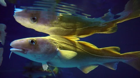Cod fish in aquarium. 4K Vidéo 126331111