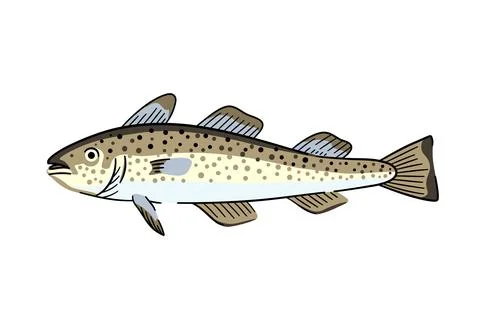 Cod fish, commercial seafood fish. Isolated design element. Vector illustra.. Illustrazione stock
