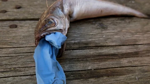 Cod fish dead eating plastic disposal medical glove garbage,pollution covid Stock Footage 132358964