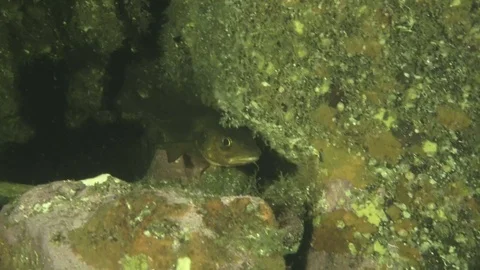 Cod Fish Stock Footage 79052382