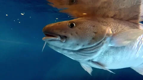 Cod fish Video stock 230447681