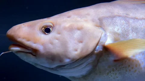 Cod fish Vidéo 230451965