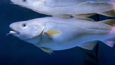 Cod fish Video stock 230452558