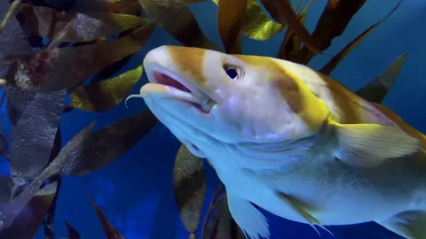 Cod fish Stock Footage 230453415