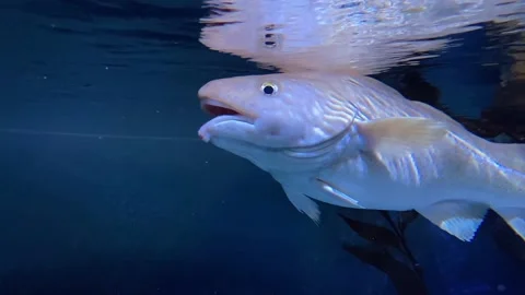 Cod fish 動画素材 230454515