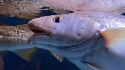 Cod fish Stock Footage 230454925