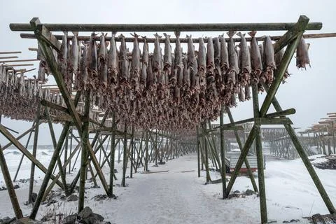 Cod fish headless drying on wooden racks in winter Stock Photos