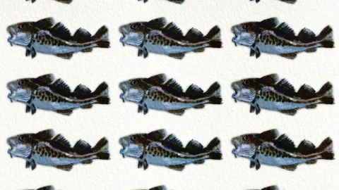 Cod fish pattern, ideal footage for themes such as mediterranean cuisine Stock-Footage 135106577