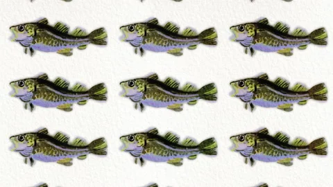 Cod fish pattern, ideal footage for themes such as mediterranean cuisine Stock Footage 135147481