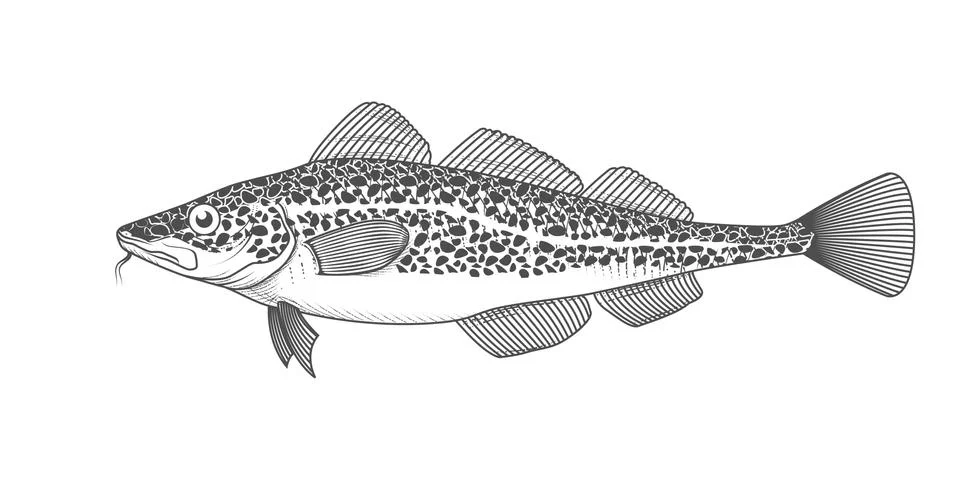 Cod fish sketch, hand drawn fish, cod seafood menu, fish in engraved style, v Stock Illustration