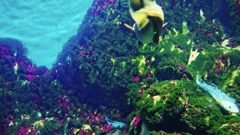 A cod fish swims gracefully in a clear aquarium Stock Footage 312701410
