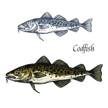 Cod fish vector isolated sketch icon Stock Illustration