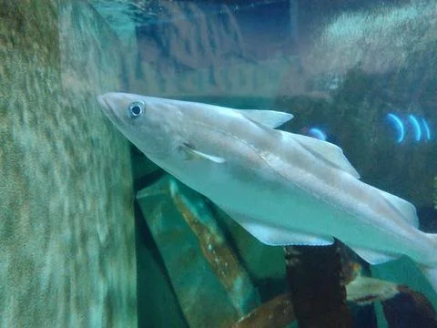 Cod fish in the water Фото