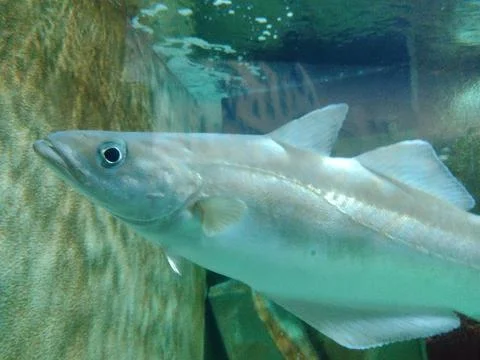 Cod fish in the water Foto stock