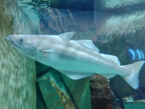 Cod fish in the water Fotos Stock