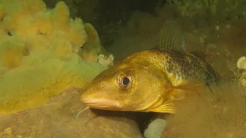 Cod (Gadus morhua) Stock Footage 130667030
